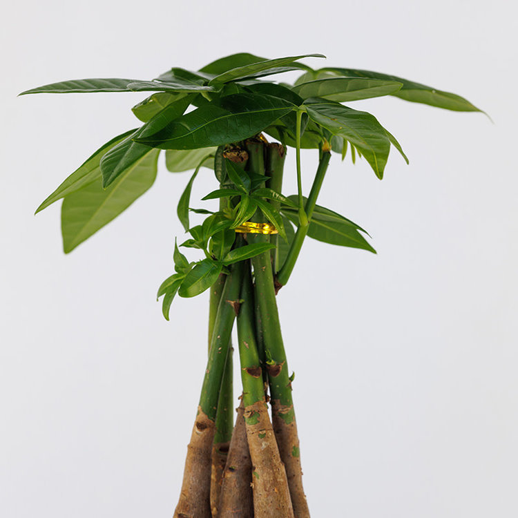 Pachira aquatica (Money Tree) Braid