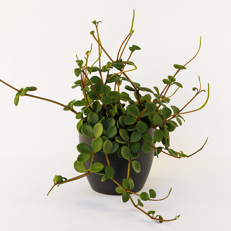 Peperomia 'Hope'