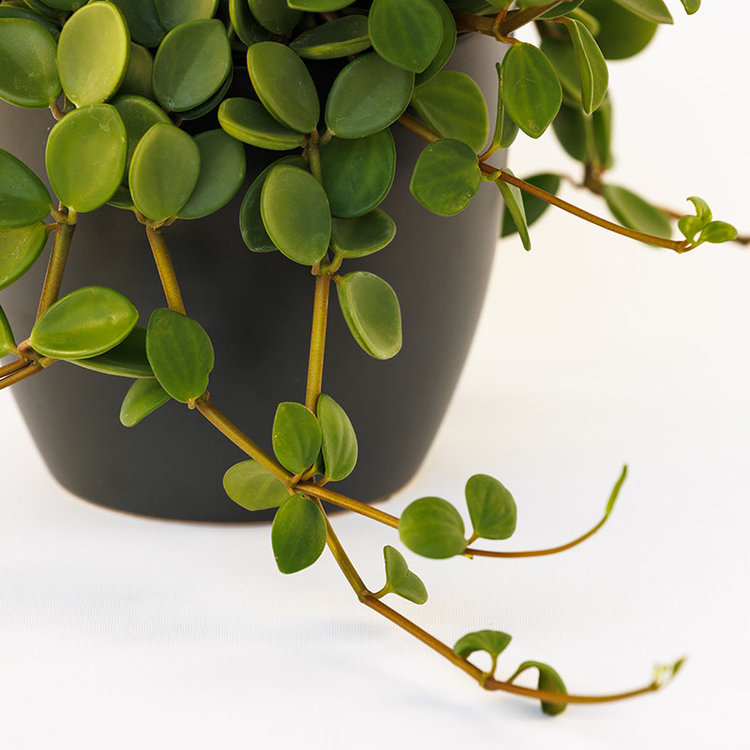 Peperomia 'Hope'
