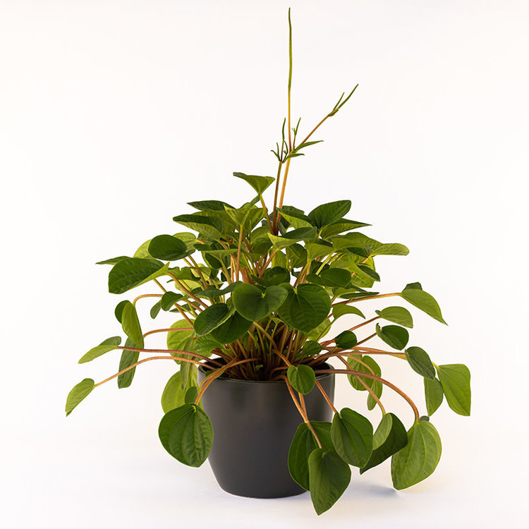 Peperomia 'Rana Verde'