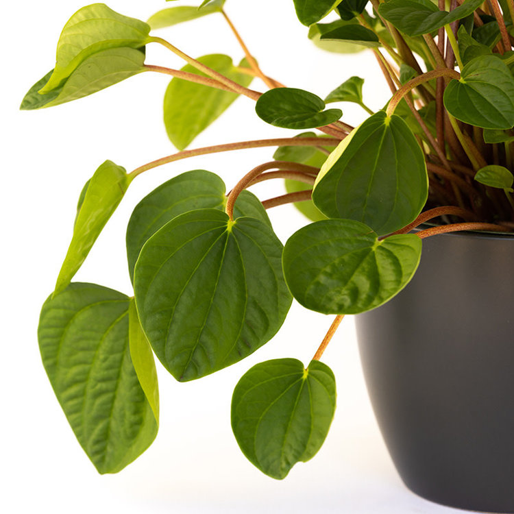 Peperomia 'Rana Verde'