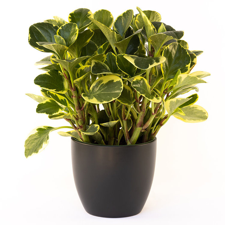 Peperomia 'Variegated'