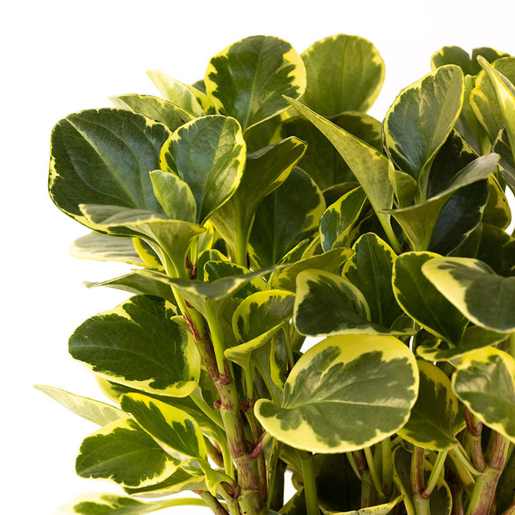 Peperomia 'Variegated'