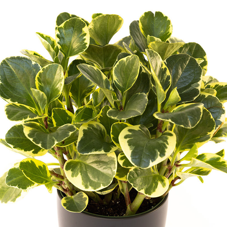 Peperomia 'Variegated'