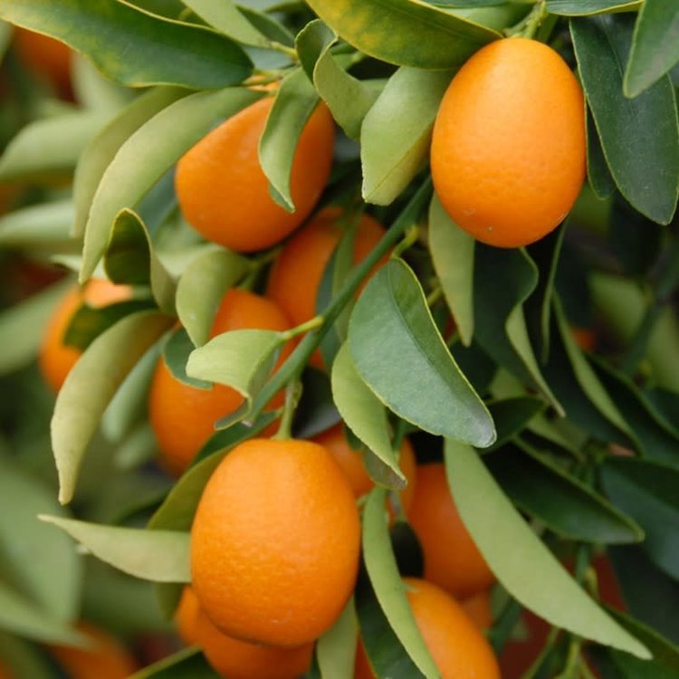 Kumquat 'Nagami'