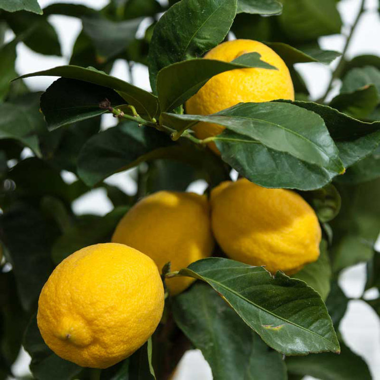 Lemon 'Eureka'