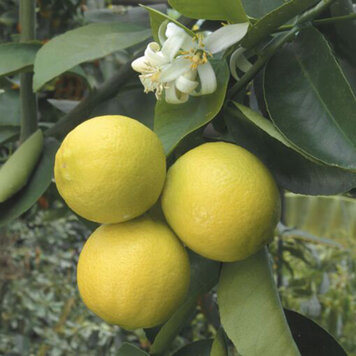 Lime 'Palestine Sweet' (Tanaka)