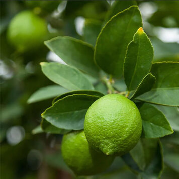 Lime 'Persian Bearss Seedless'