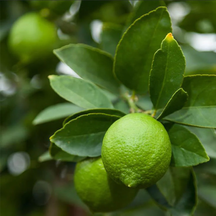 Lime 'Persian Bearss Seedless'