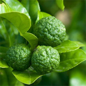 Lime 'Makrut'
