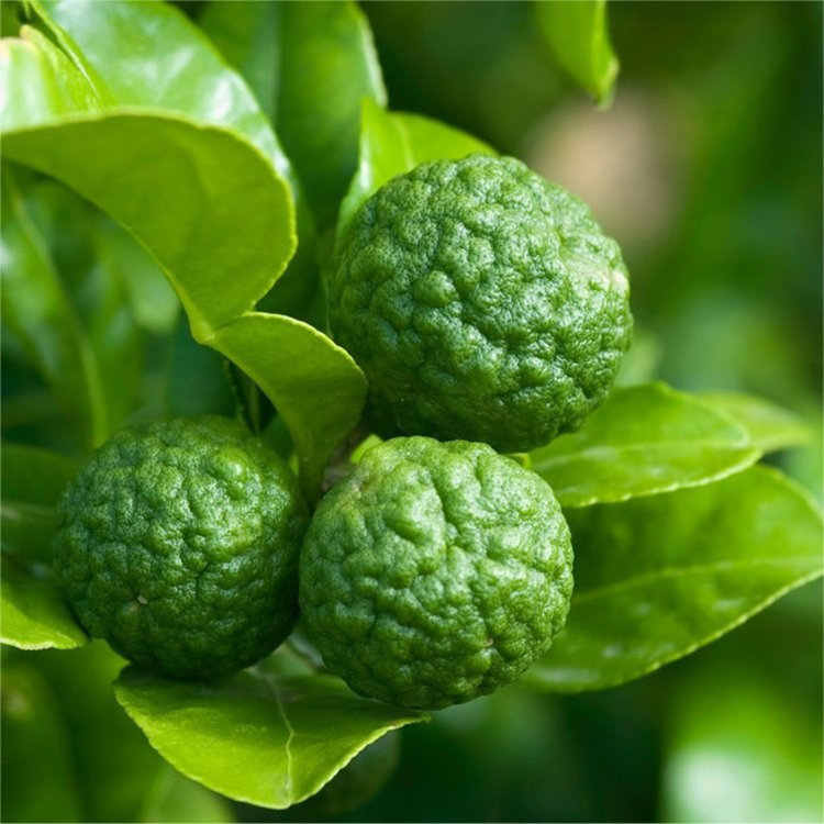 Lime 'Makrut'