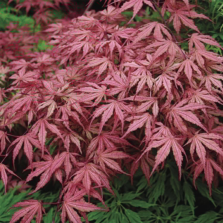 Acer palmatum 'Olsen's Frosted Strawberry'