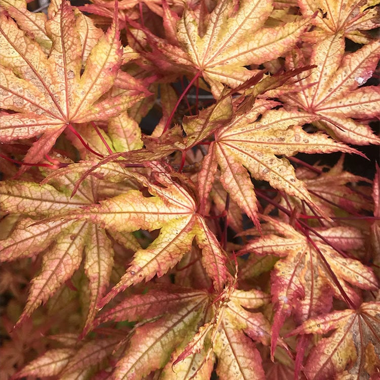 Acer palmatum 'Olsen's Frosted Strawberry'