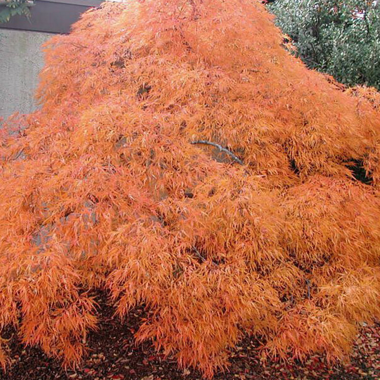 Acer palmatum dissectum 'Viridis'
