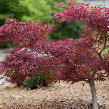 Acer 'Ash's Scarlett Princess'