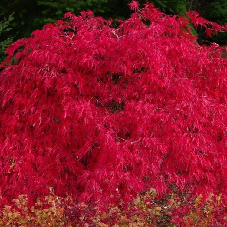 Acer palmatum dissectum 'Ash's Scarlett Princess'