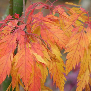 Acer 'Hanezu Hagoromo'
