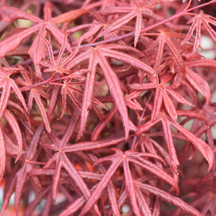 Acer palmatum 'Peve Starfish'