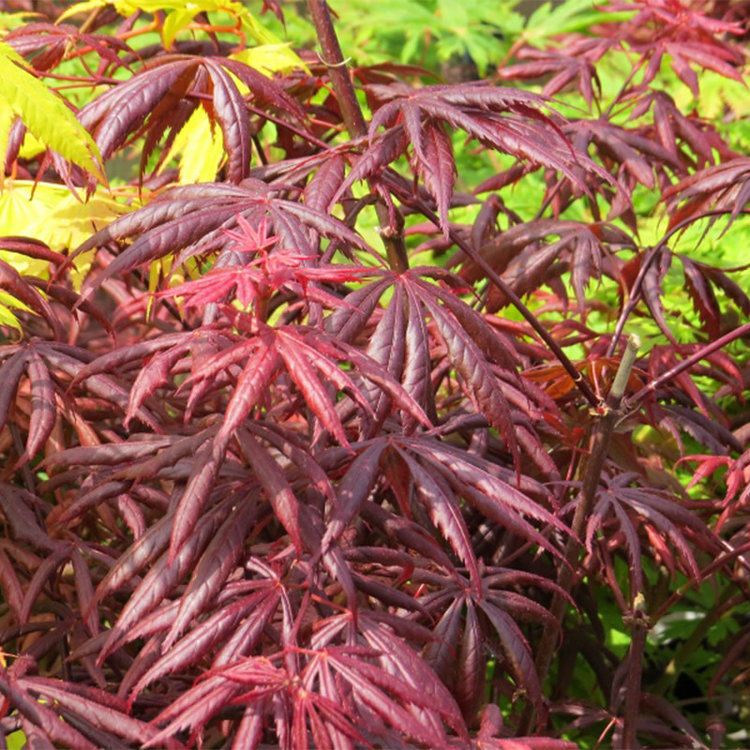 Acer palmatum 'Peve Starfish'