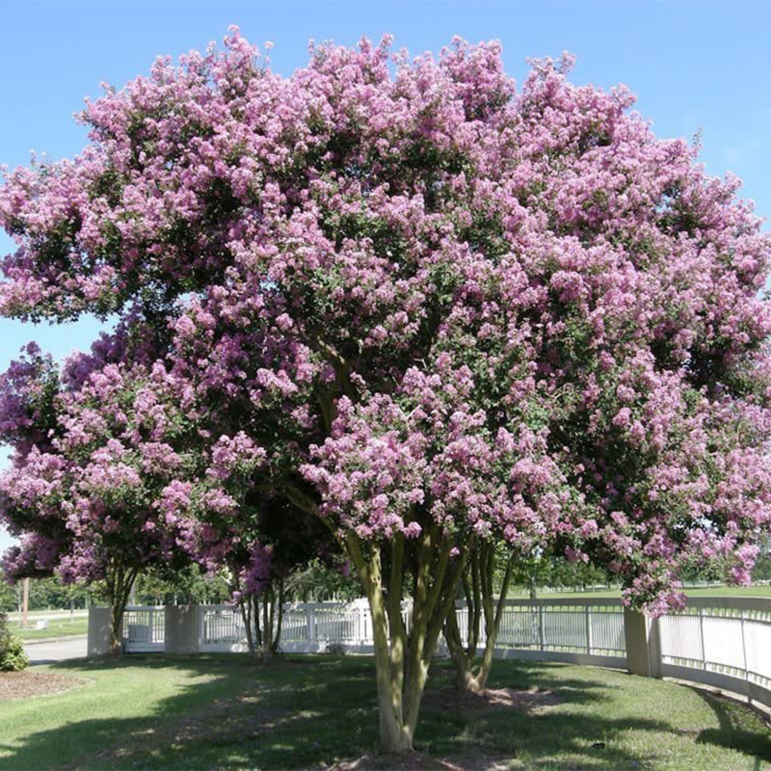 Lagerstroemia indica 'Muskogee' (Crape Myrtle) Evergreen Nursery