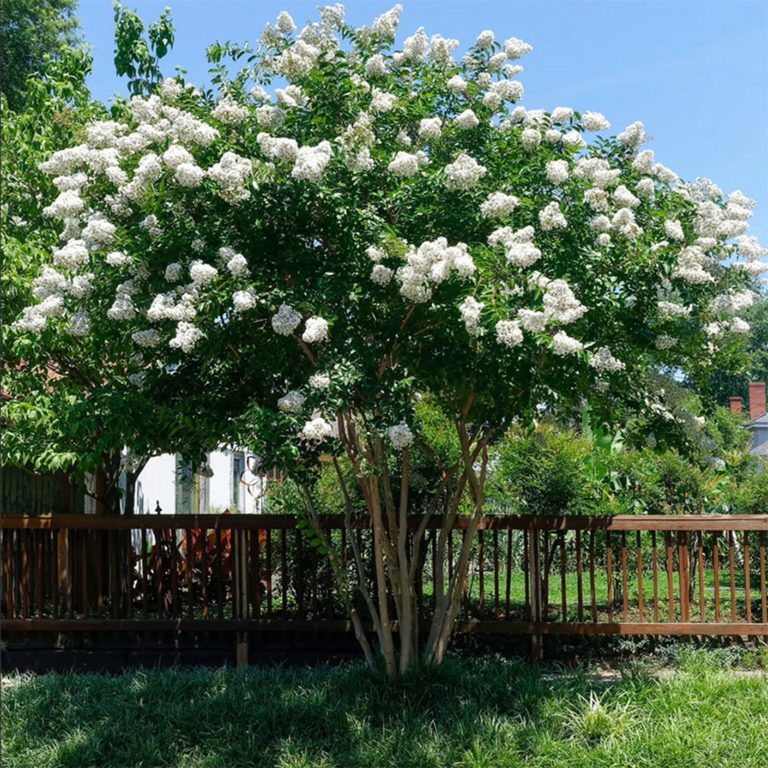 Lagerstroemia indica Natchez Crape Myrtle Evergreen Nursery