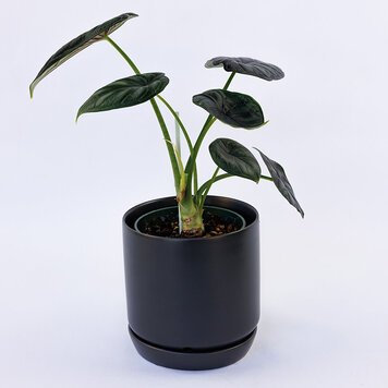 Alocasia 'Dragon Scale'