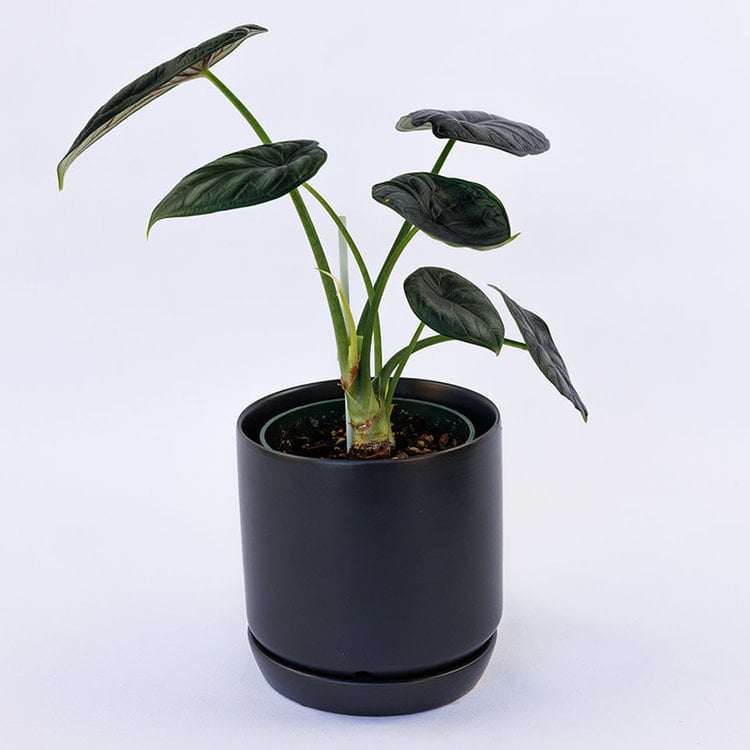 Alocasia 'Dragon Scale'