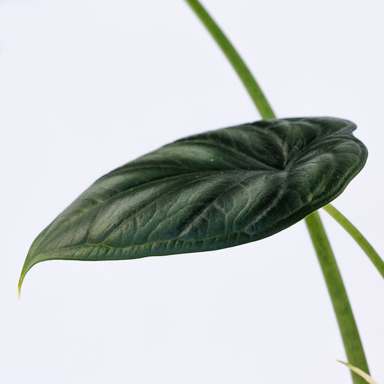 Alocasia 'Dragon Scale'