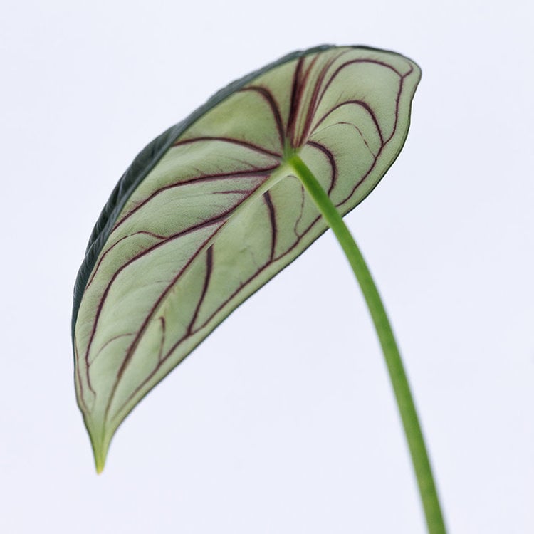 Alocasia 'Dragon Scale'