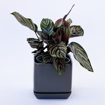 Calathea 'Ornata'