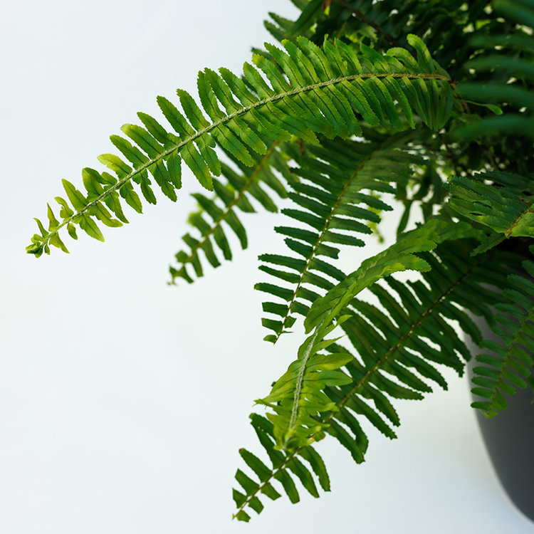 Fern 'Kimberly Queen'