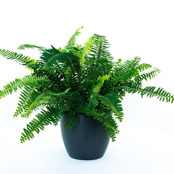 Fern 'Kimberly Queen'