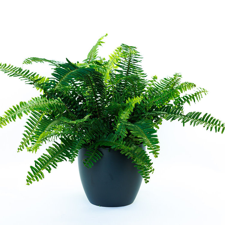 Fern 'Kimberly Queen'