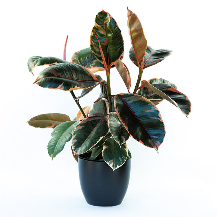 Ficus decora 'Ruby'