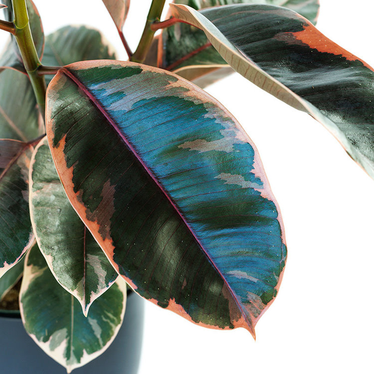 Ficus decora 'Ruby'