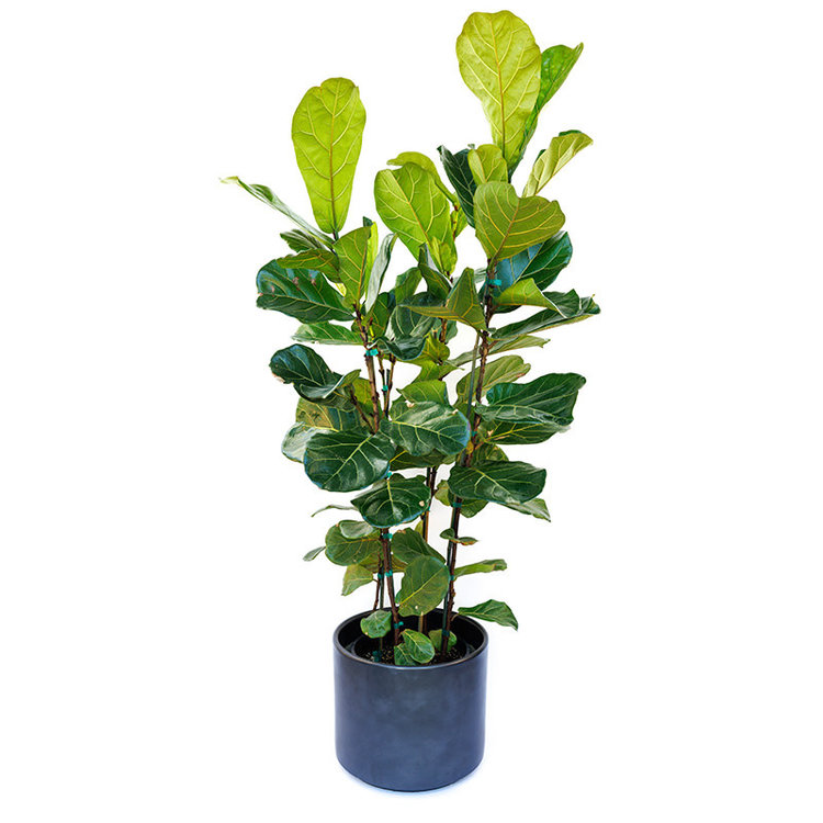 Ficus lyrata