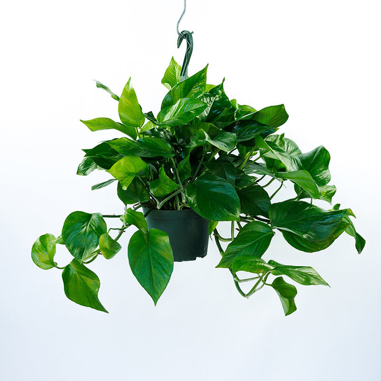 Pothos  'Jade/Green Queen'