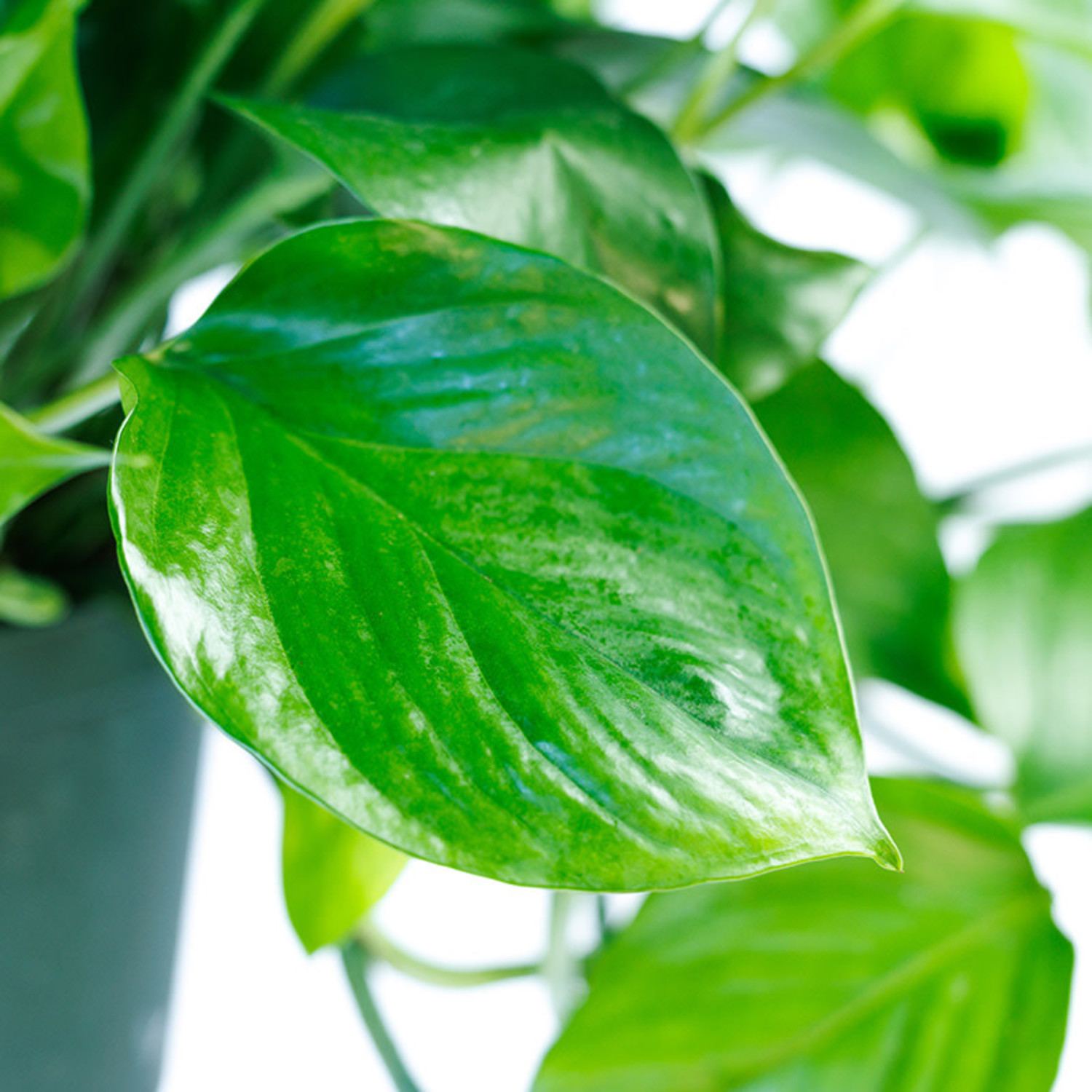 Pothos 'Jade/Green Queen'