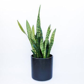 Sansevieria zeylanica