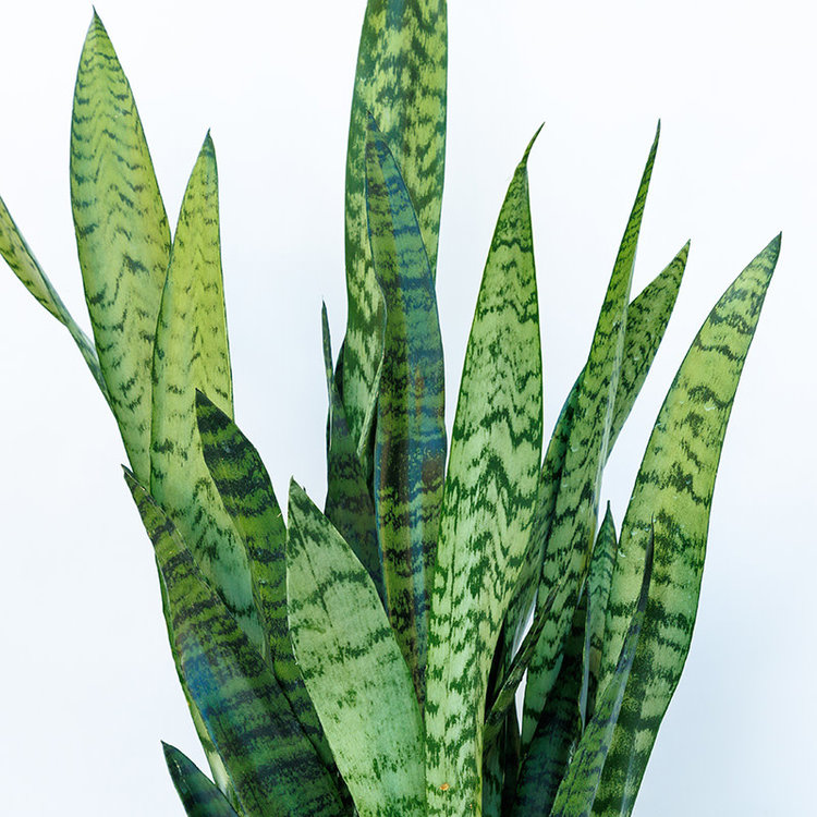 Sansevieria Zeylanica (Snake Plant)