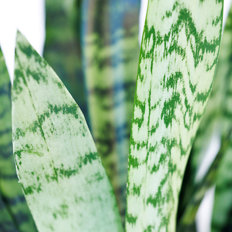 Sansevieria Zeylanica (Snake Plant)