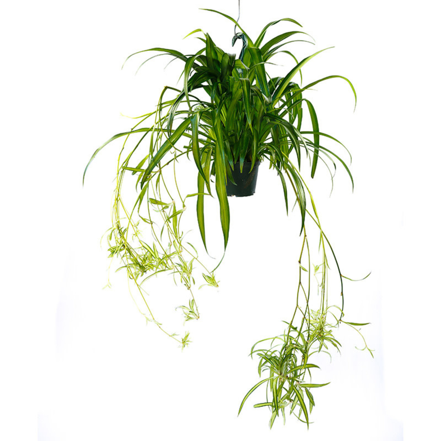 Spider Plant 'Hawaiian' - Evergreen Nursery