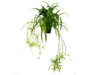 Hawaiian Spider Plant