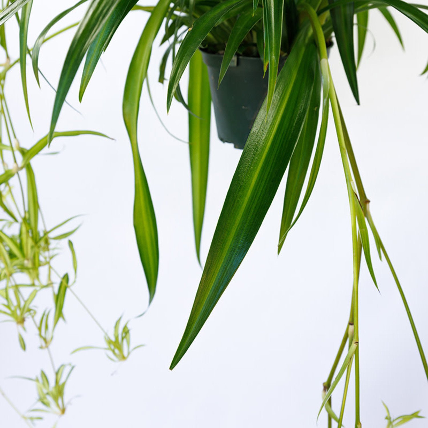 Spider Plant