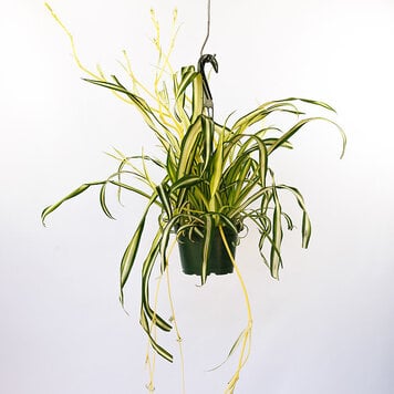 Spider Plant 'Variegated'