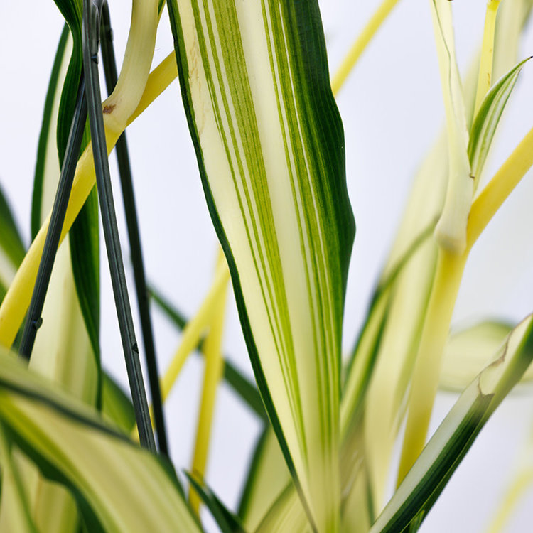 Spider Plant 'Variegated'