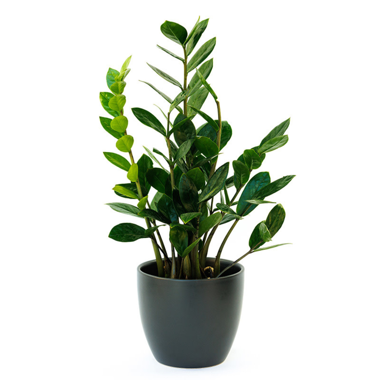 ZZ Plant Evergreen Nursery