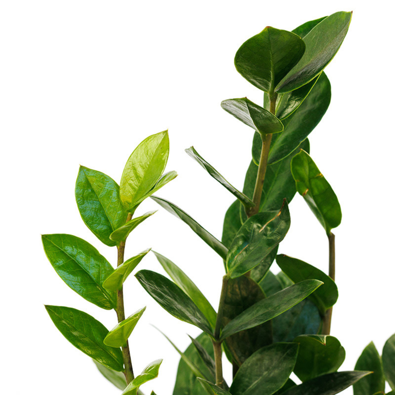 ZZ Plant - Evergreen Nursery