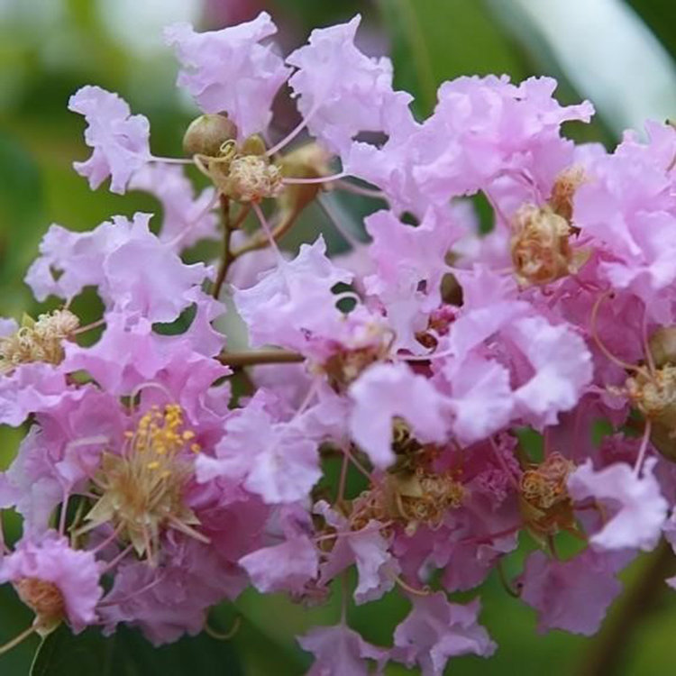 Lagerstroemia indica 'Muskogee' (Crape Myrtle)