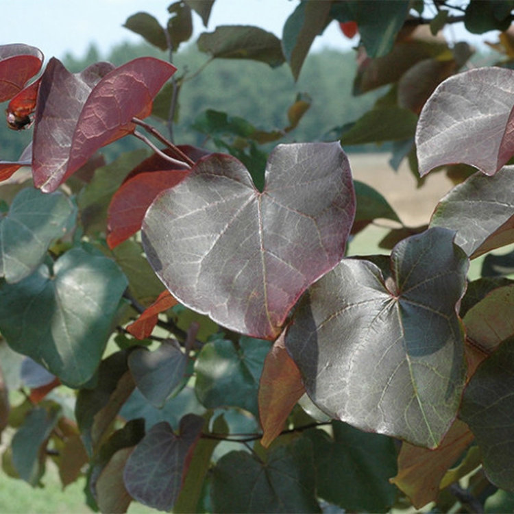 Cercis canadensis 'Merlot' (Red Bud) 15 gal